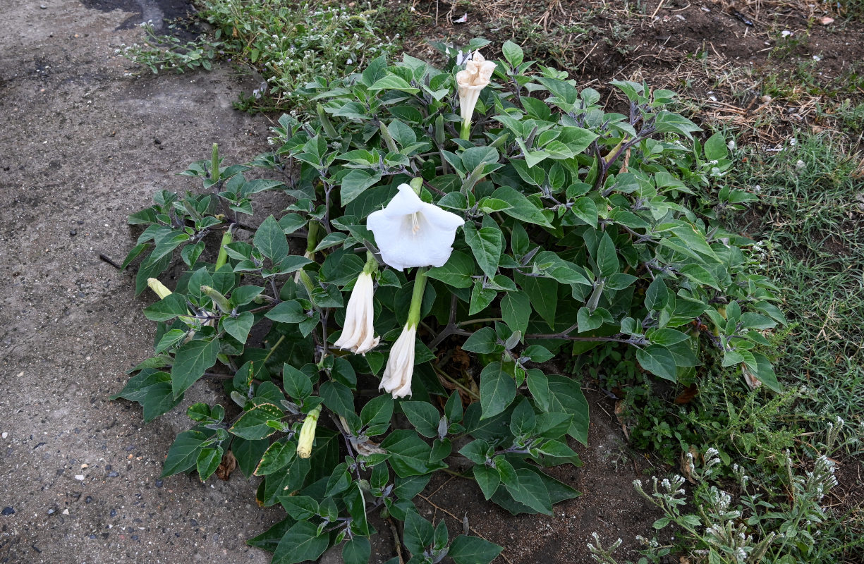 Image of Datura innoxia specimen.