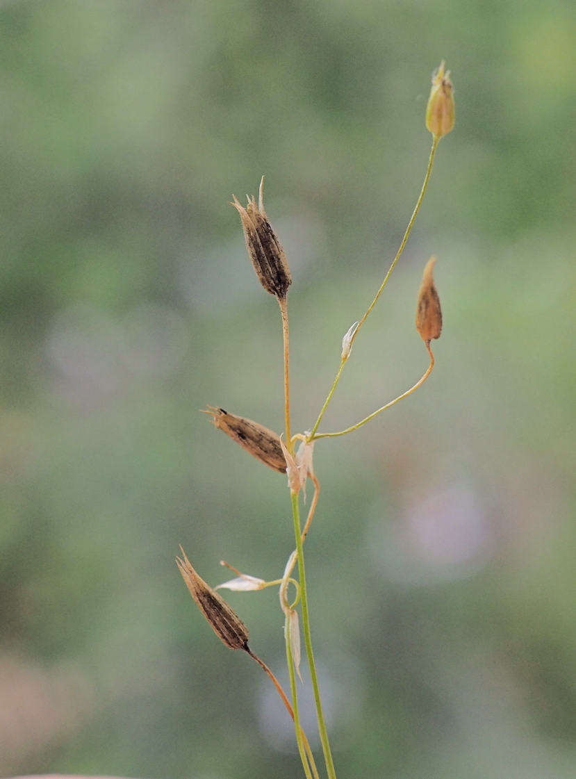 Image of Stellaria filicaulis specimen.