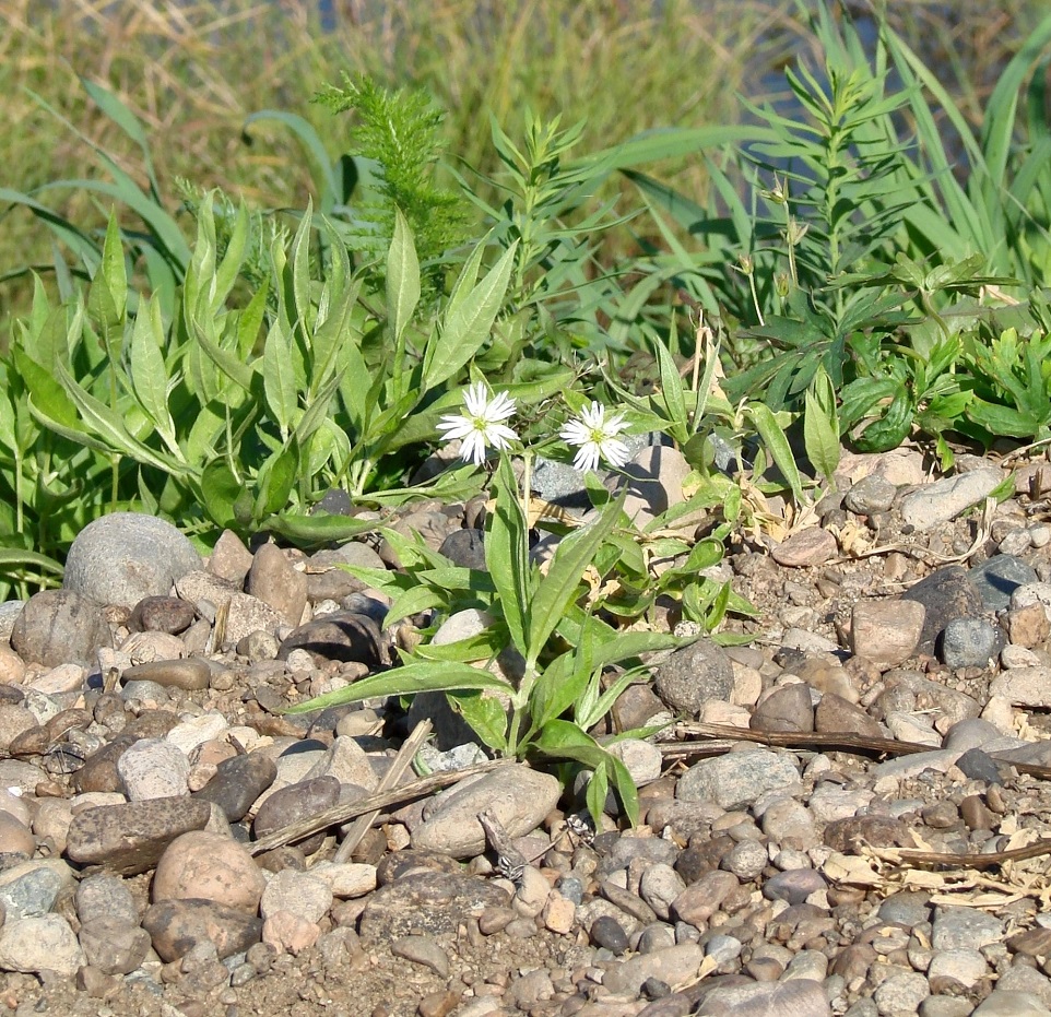 Изображение особи Fimbripetalum radians.