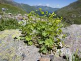 genus Alchemilla. Цветущее растение. Карачаево-Черкесия, Урупский р-н, Кавказский биосферный заповедник, Имеретинский горный узел, сев-вост. склон пика Ставрополь, верхняя стоянка Имеретинской тропы, ≈ 2400 м н.у.м., альпийский луг, в скальной расщелине. 28.07.2022.