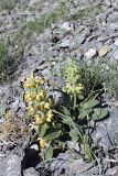 Phlomoides tianschanica. Цветущее растение на каменистом склоне. Южный Казахстан, Таласский Алатау, ущелье Коксай; высота 2700 м н.у.м. 20.07.2010.