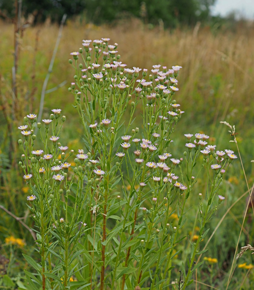 Image of Erigeron podolicus specimen.