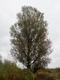Populus × berolinensis