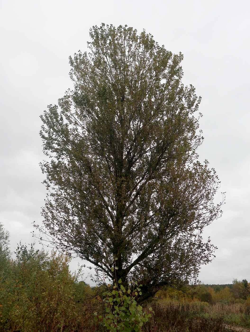 Изображение особи Populus × berolinensis.