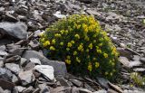 Potentilla biflora