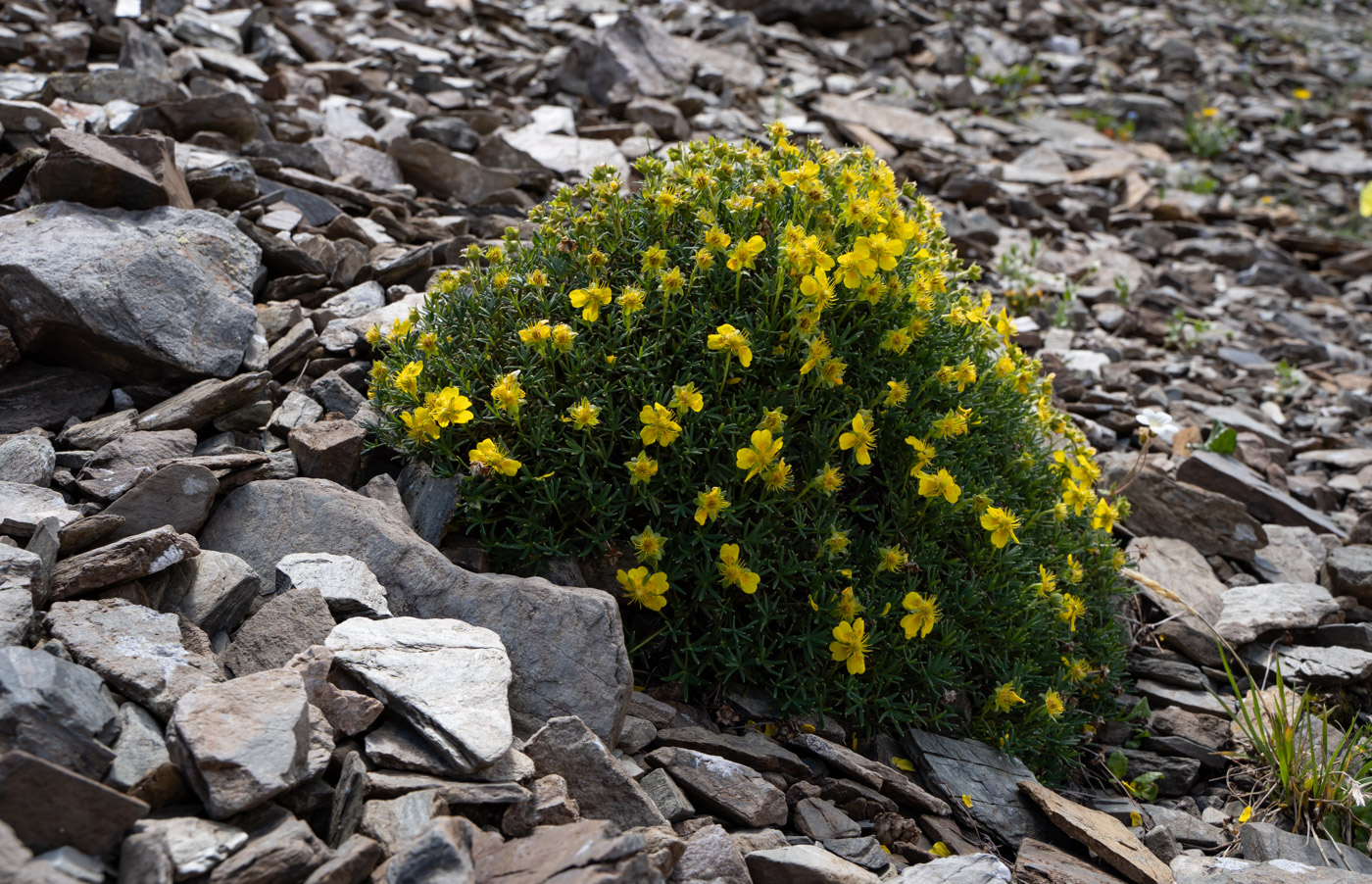 Изображение особи Potentilla biflora.