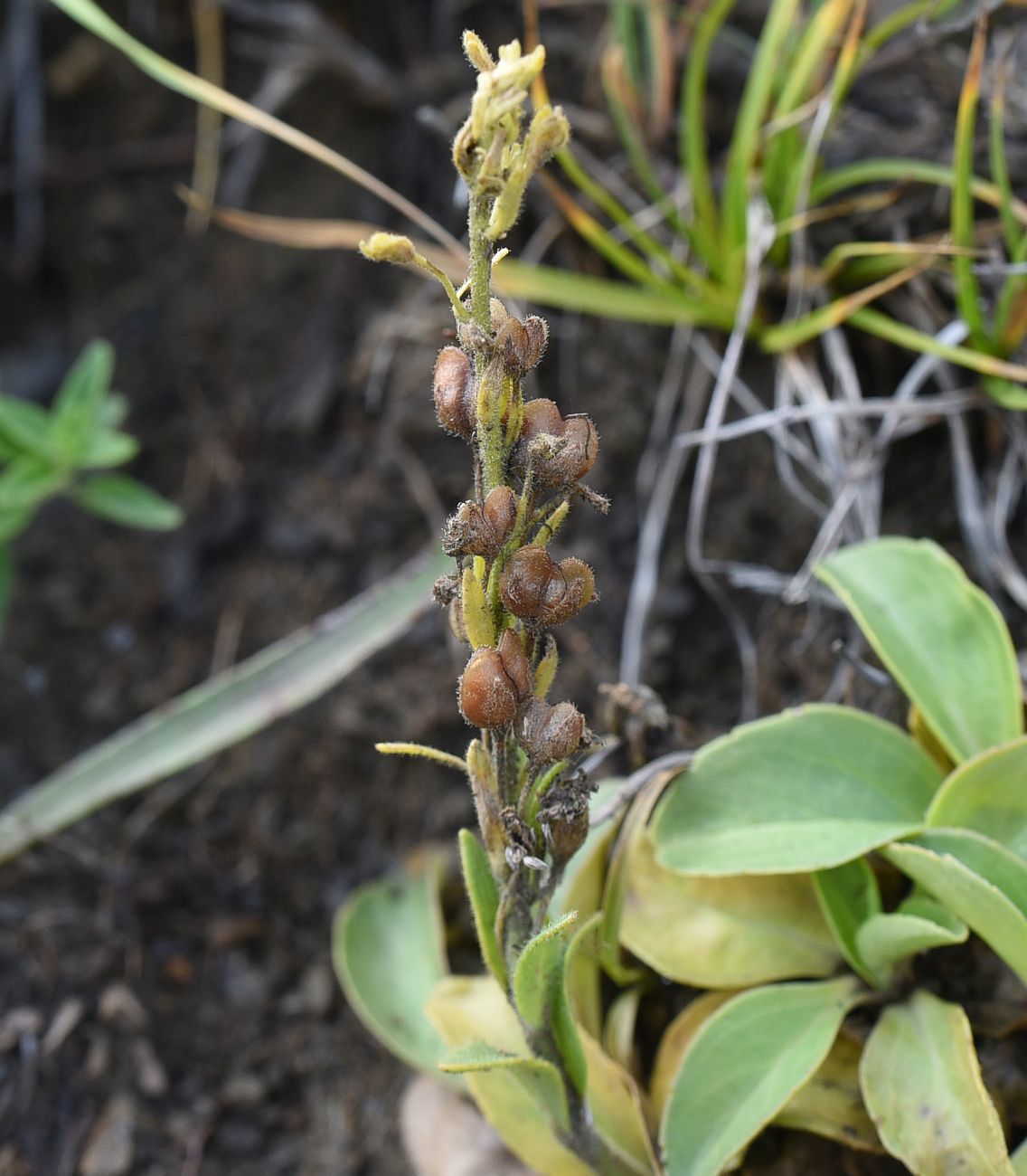 Image of Veronica gentianoides specimen.