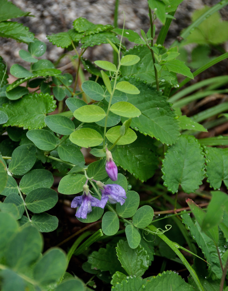 Image of Lathyrus japonicus specimen.