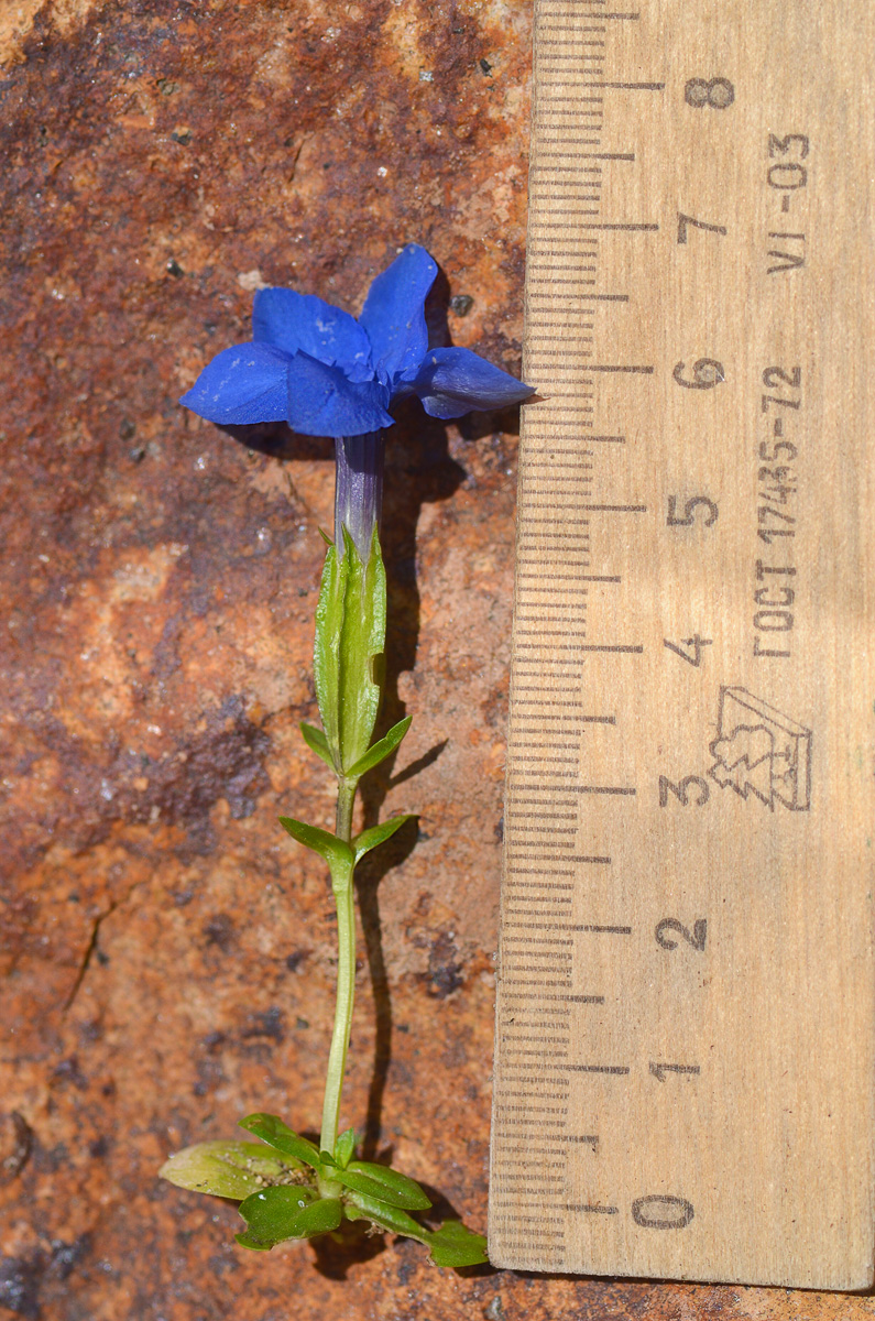 Image of Gentiana angulosa specimen.
