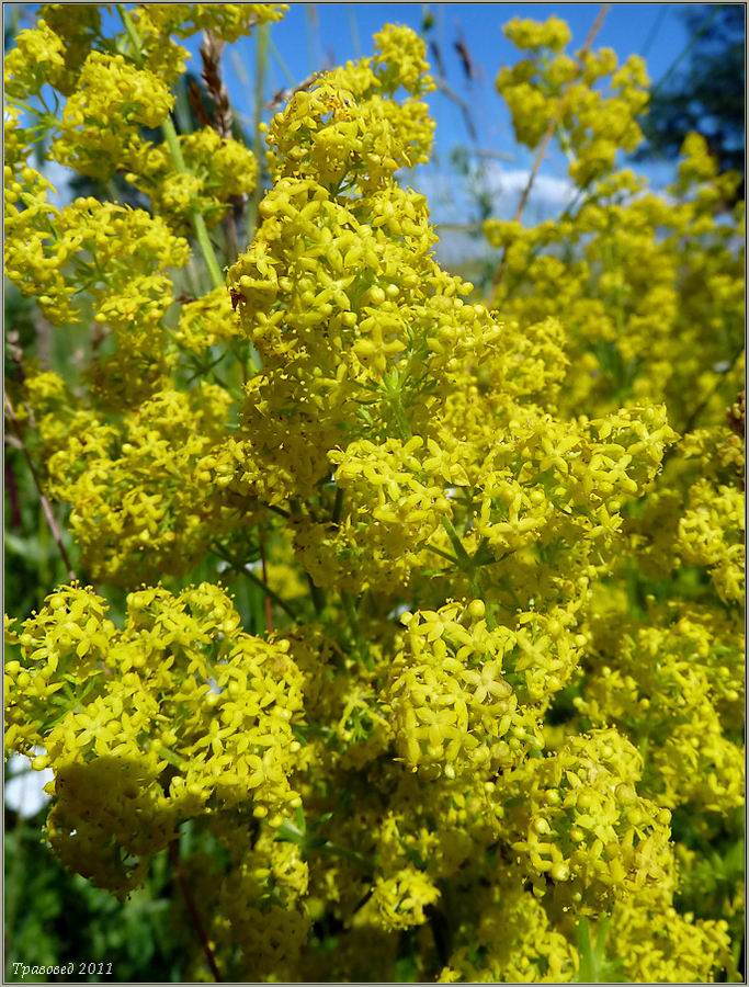 Изображение особи Galium verum.