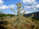 Artemisia vulgaris