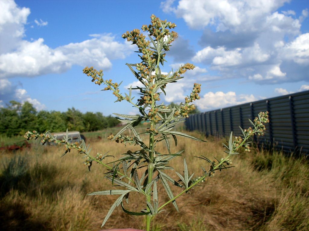 Изображение особи Artemisia vulgaris.