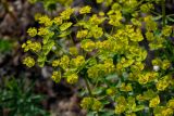 Euphorbia iberica