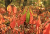 Rhododendron luteum. Ветви с листвой в осенней окраске. Краснодарский край, Абинский р-н, северный макросклон горы Шизе, широколиственный лес. 18 октября 2020 г.