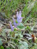 Corydalis turtschaninovii