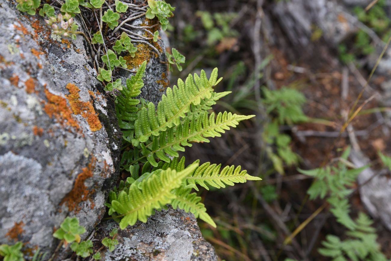 Изображение особи Polypodium vulgare.