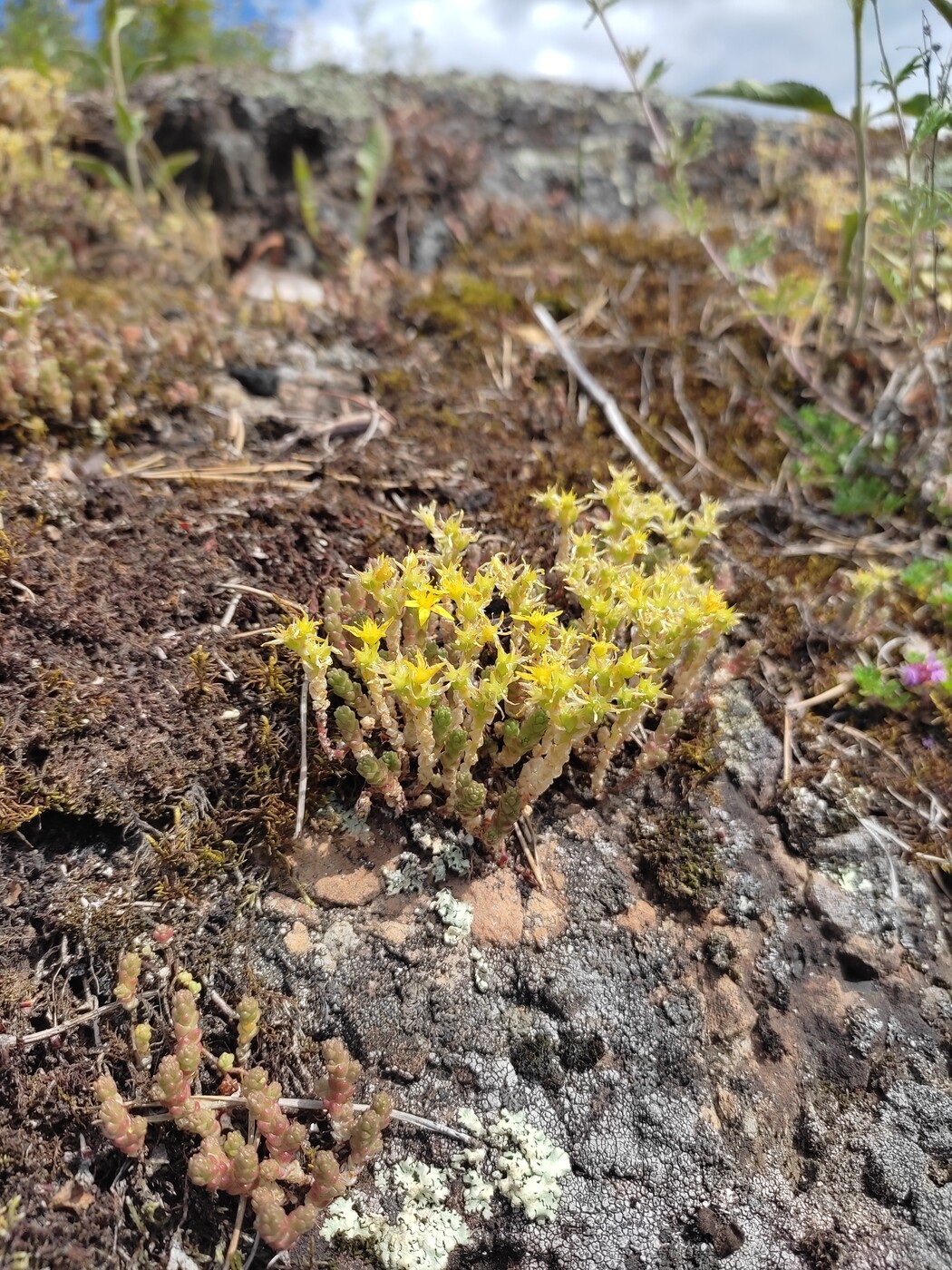 Изображение особи Sedum acre.