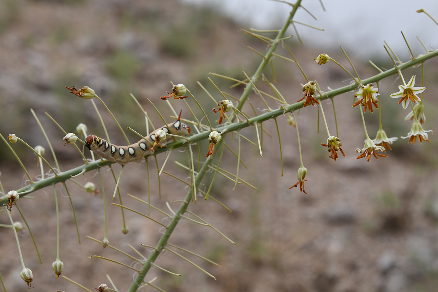 Изображение особи Eremurus soogdianus.