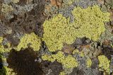genus Acarospora