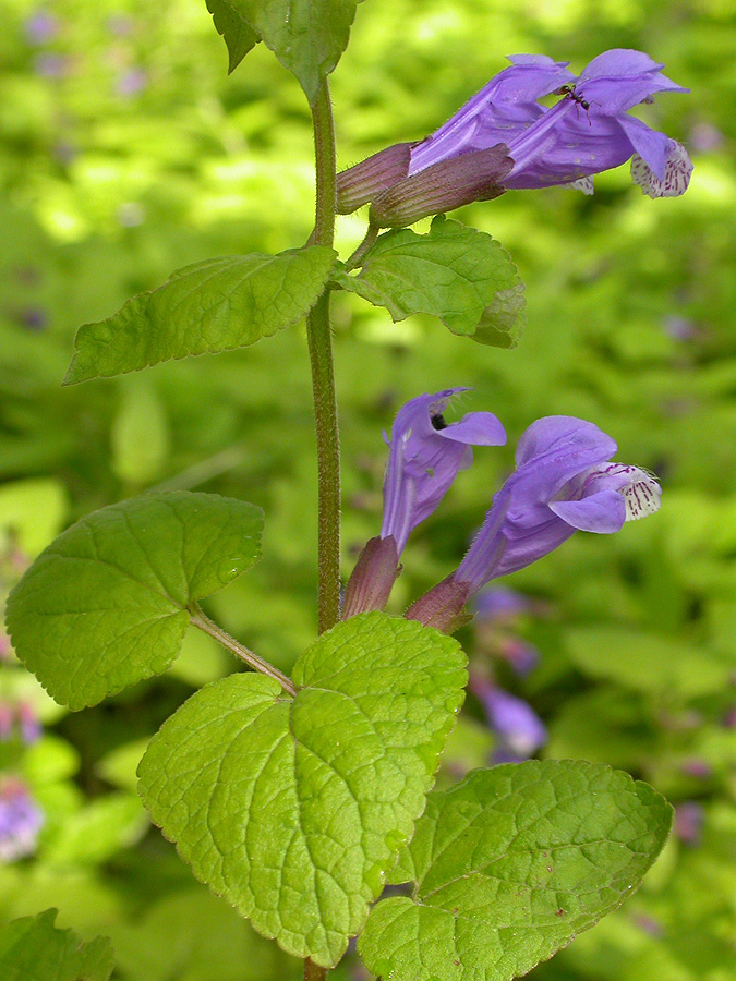 Изображение особи Meehania urticifolia.