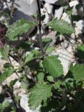 Teucrium chamaedrys