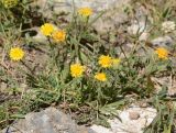 Erigeron cabulicus