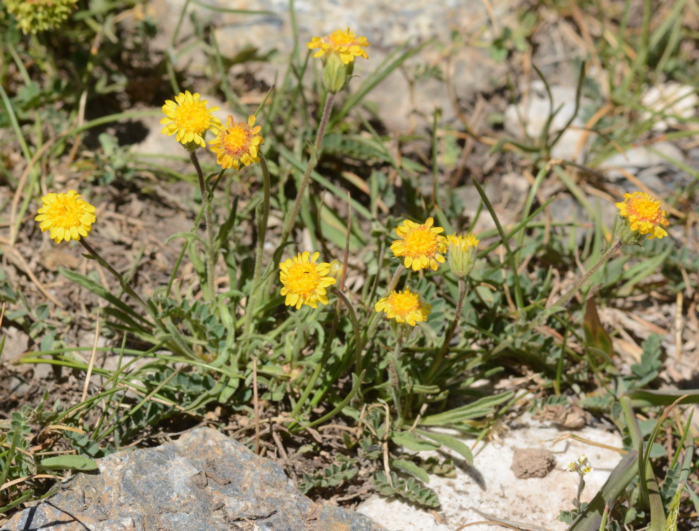 Image of Erigeron cabulicus specimen.