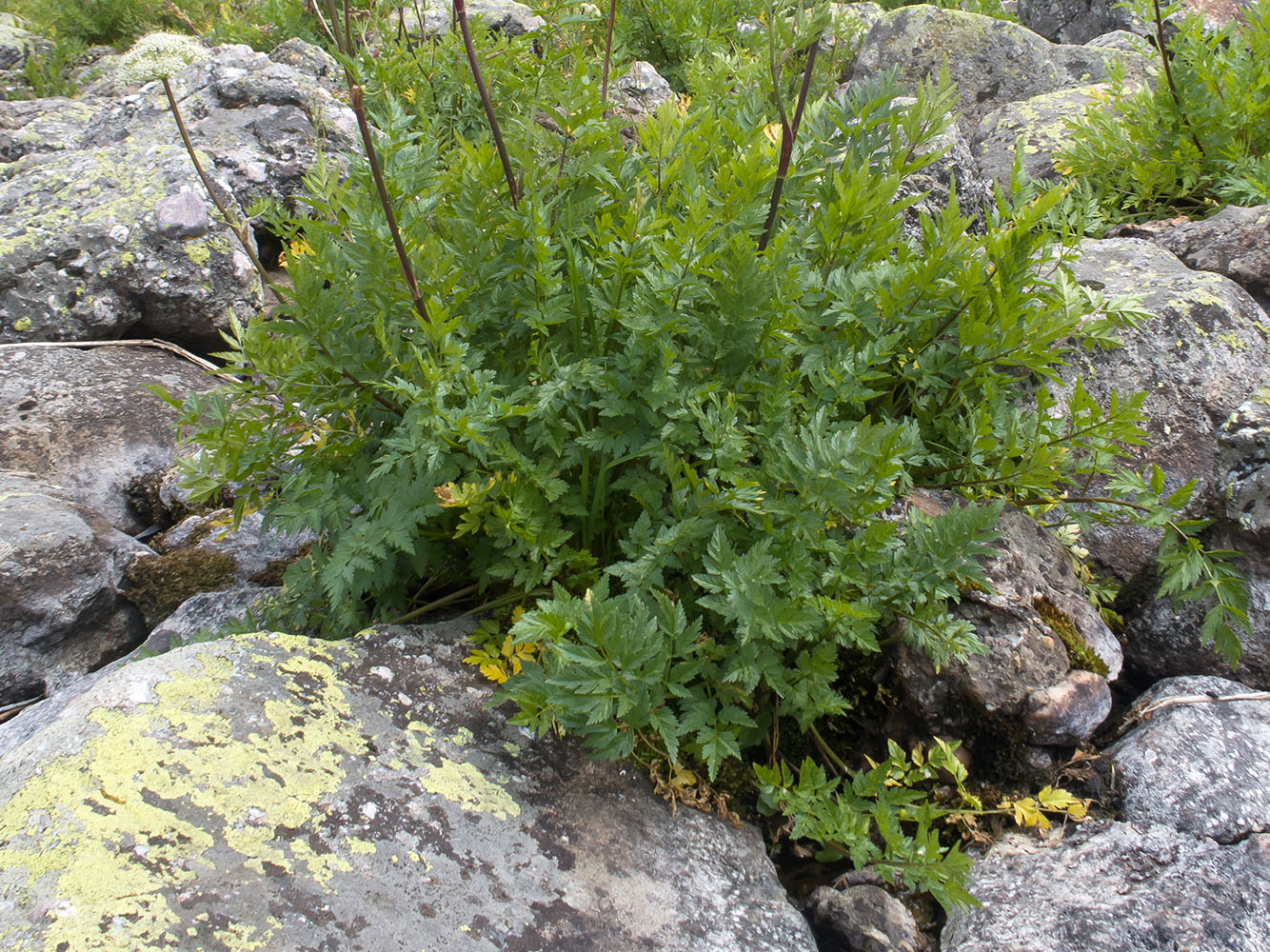 Image of Seseli saxicola specimen.