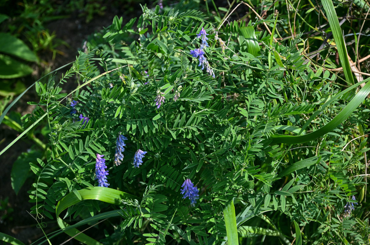 Image of Vicia cracca specimen.