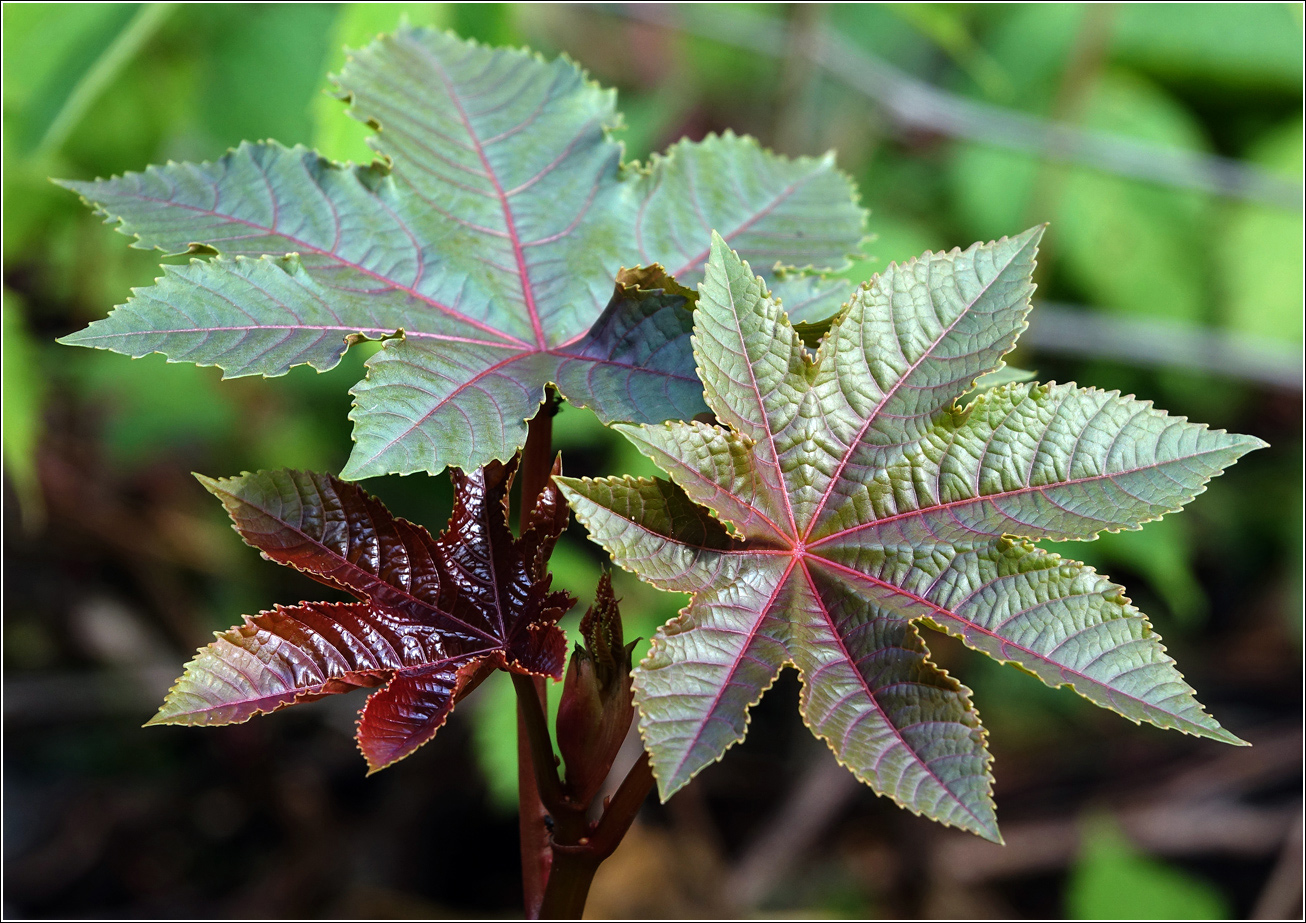 Изображение особи Ricinus communis.