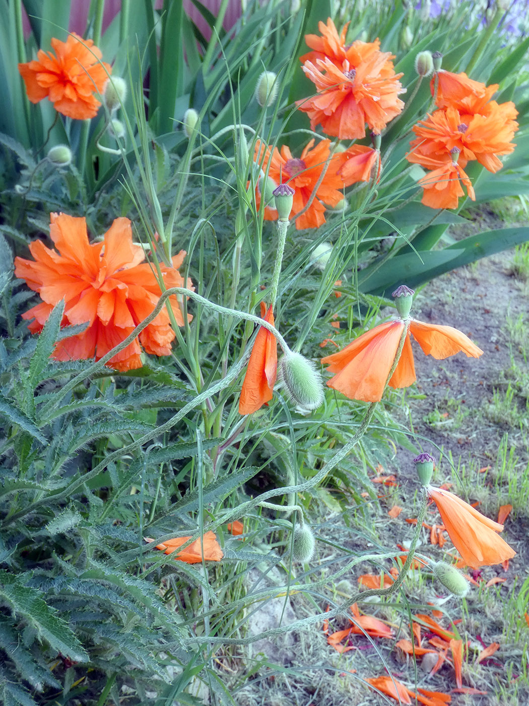 Image of genus Papaver specimen.