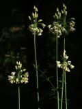 Nectaroscordum bulgaricum