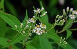 Aster glehnii