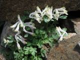 Corydalis inconspicua. Цветущее растение. Казахстан, Тянь-Шань, хр. Заилийский Алатау, ущ. Малое Алматинское, ~3100 м н.у.м., осыпь из крупнообломочных камней. 22.07.2023.