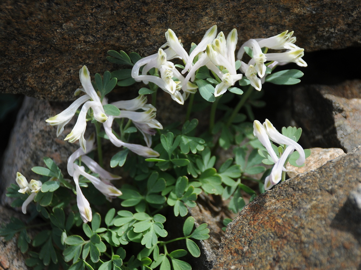 Image of Corydalis inconspicua specimen.