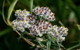 Anaphalis margaritacea. Соцветия. Сахалин, Корсаковский гор. округ, мыс Евстафия, приморский луг. 25.08.2022.