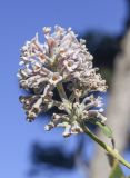 genus Buddleja. Соцветие и лист. Испания, автономное сообщество Каталония, провинция Жирона, комарка Баш-Эмпорда, муниципалитет Палафружель, ботанический сад \"Кап-Роч\". 07.01.2024.