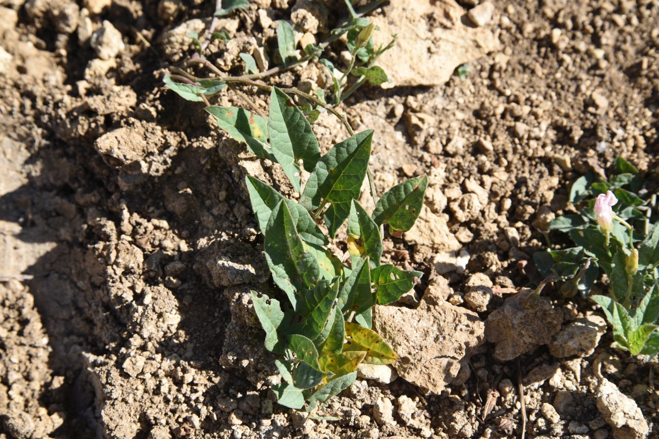 Image of Convolvulus arvensis specimen.