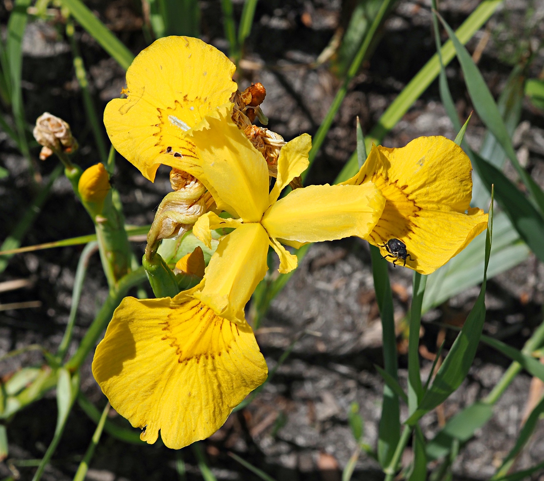 Image of Iris pseudacorus specimen.