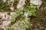 Chiastophyllum oppositifolium