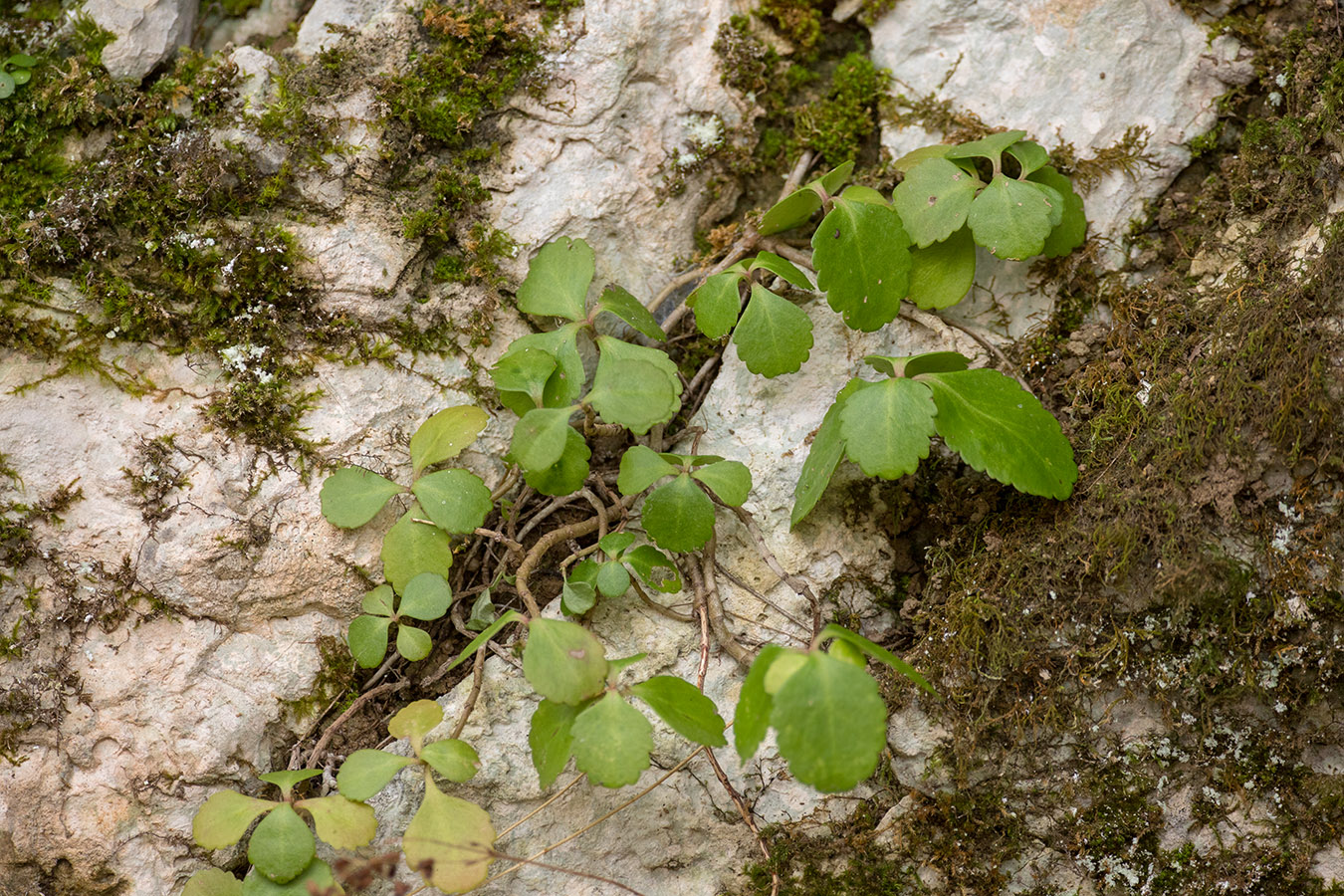 Изображение особи Chiastophyllum oppositifolium.