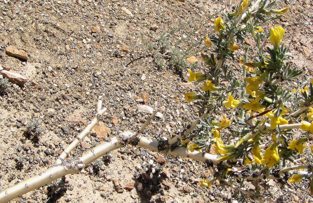 Image of Caragana pygmaea specimen.