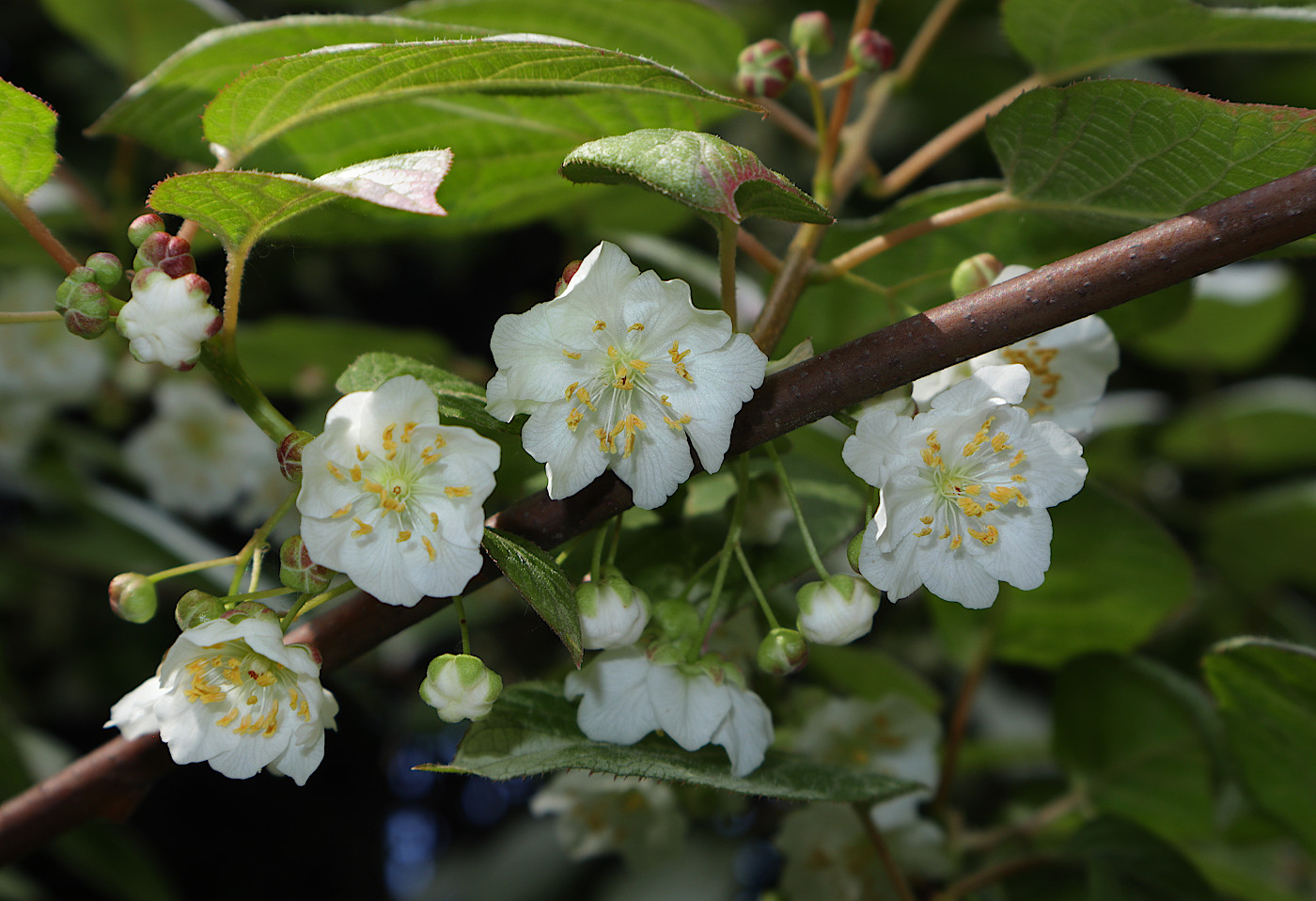 Изображение особи Actinidia kolomikta.