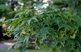 Acer palmatum. Ветвь с плодами. Грузия, Аджария, Батумский ботанический сад, в культуре. 16.06.2023.