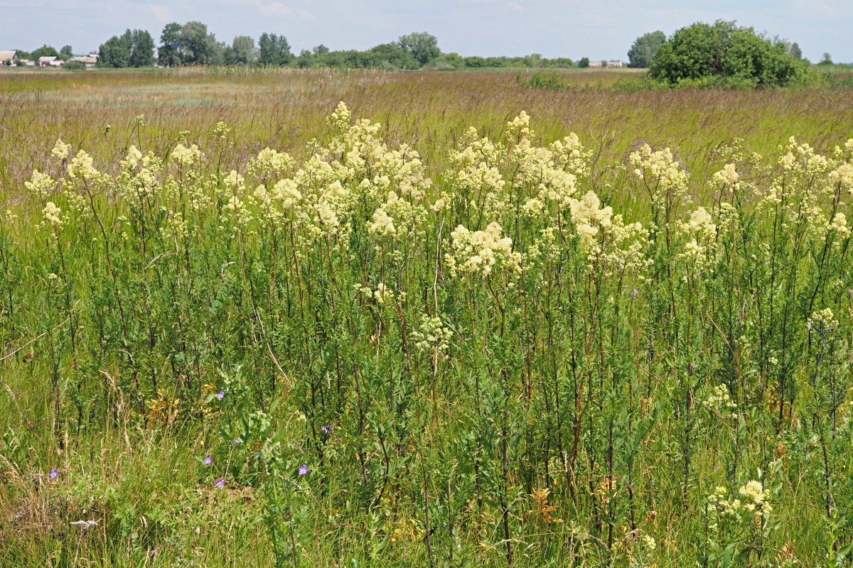 Изображение особи Thalictrum flavum.