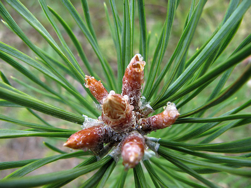 Изображение особи Pinus sylvestris.