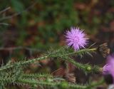 genus Carduus