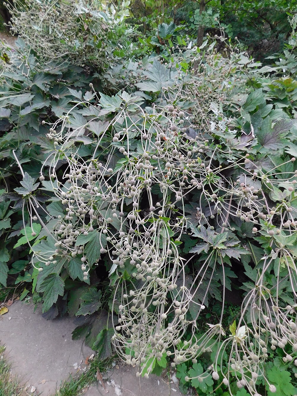 Изображение особи род Anemone.