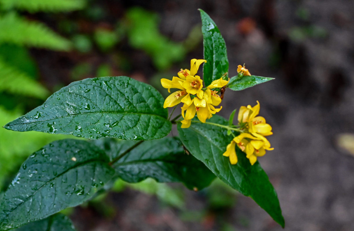 Image of Lysimachia vulgaris specimen.