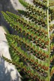 Dryopteris villarii